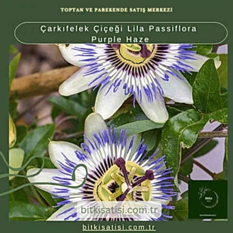 Çarkıfelek Çiçeği Lila Passiflora Purple Haze