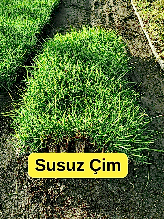 Dayanıklı, Estetik ve Ekonomik: Susuz Oasis Susuz Çimi Satın Al