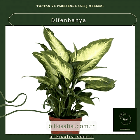 Difenbahya Bitkisi