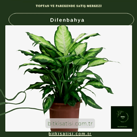 Difenbahya Bitkisi