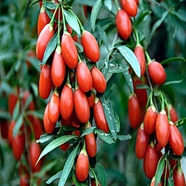 Doğal Goji Berry Fidanı ile Sağlığınızı Güçlendirin – Kurt Üzümü Yetiştiriciliği