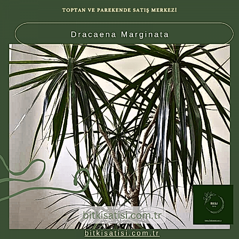 Dracaena Marginata