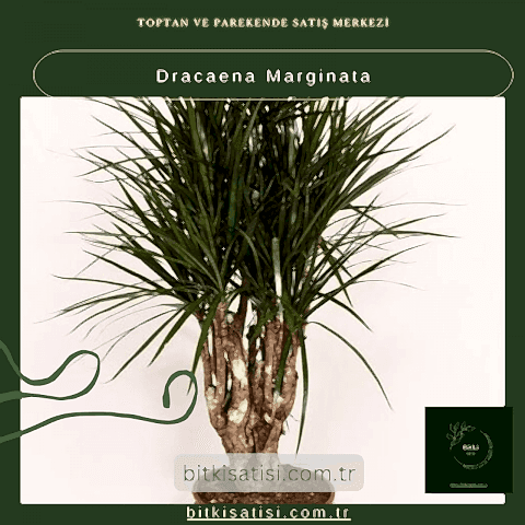 Dracaena Marginata