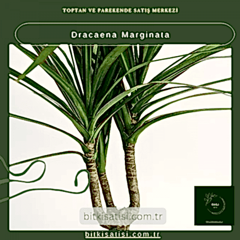 Dracaena Marginata