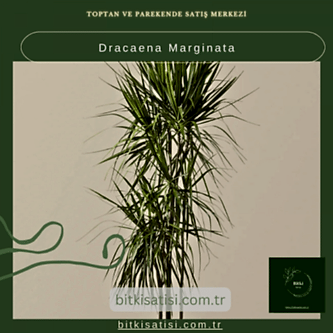 Dracaena Marginata