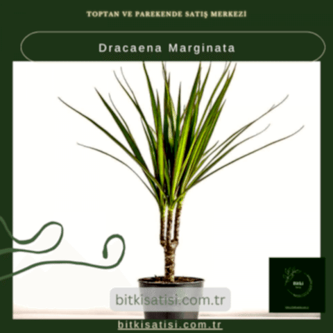 Dracaena Marginata