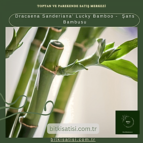 Dracaena Sanderiana' Lucky Bamboo -  Şans Bambusu