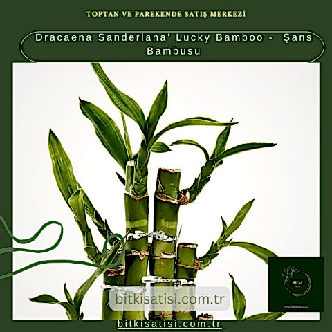 Dracaena Sanderiana' Lucky Bamboo -  Şans Bambusu