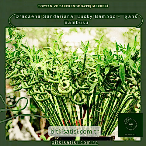 Dracaena Sanderiana' Lucky Bamboo -  Şans Bambusu