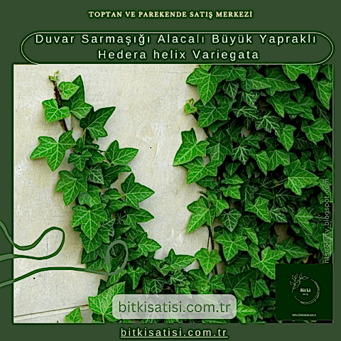 Duvar Sarmaşığı Alacalı Büyük Yapraklı Hedera helix Variegata