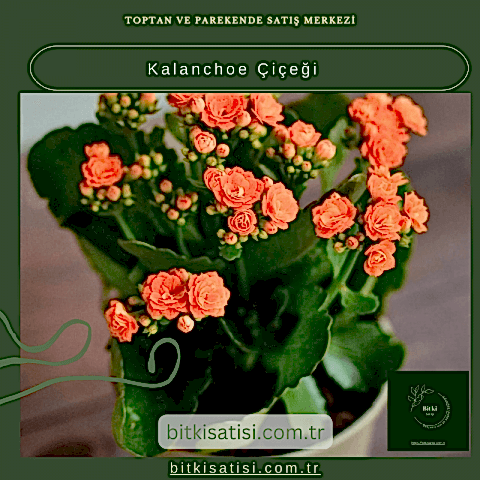 Evinizi Renklendiren Kalanchoe Çiçeği ile Bahar Esintisi
