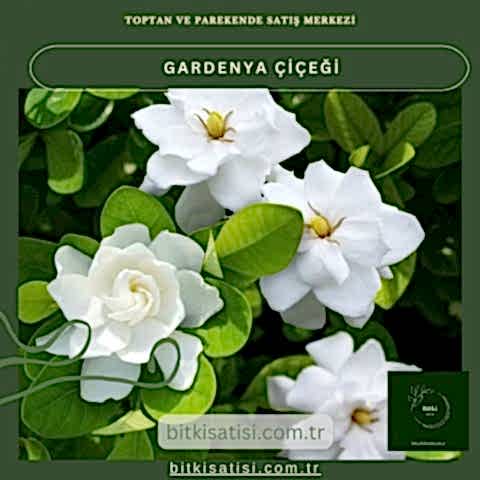 Gardenya Çiçeğiyle Bahçenizi Şenlendirin