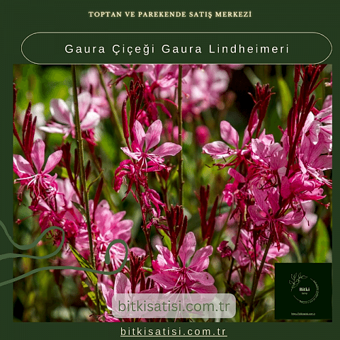 Gaura Çiçeği Gaura Lindheimeri