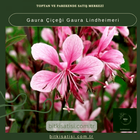 Gaura Çiçeği Gaura Lindheimeri