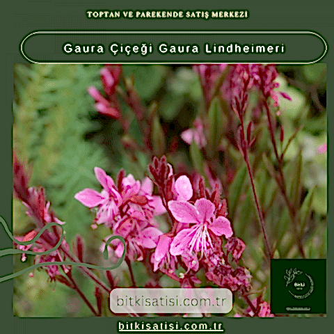 Gaura Çiçeği Gaura Lindheimeri