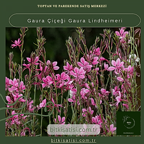 Gaura Çiçeği Gaura Lindheimeri