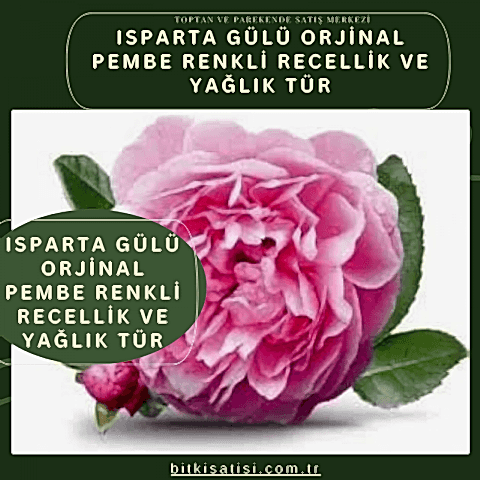 Isparta Gülü Orjinal Pembe Renkli Recellik Ve Yağlık Tür