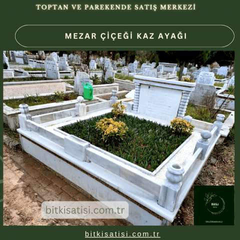 Kaz ayağı mezar çiçeği. Sıcak soğuk ve susuzluğa dayanıklı 45 fide al