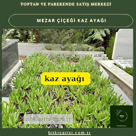 Kaz ayağı mezar çiçeği. Sıcak soğuk ve susuzluğa dayanıklı 45 fide al