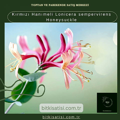 Kırmızı Hanımeli Lonicera sempervirens Honeysuckle