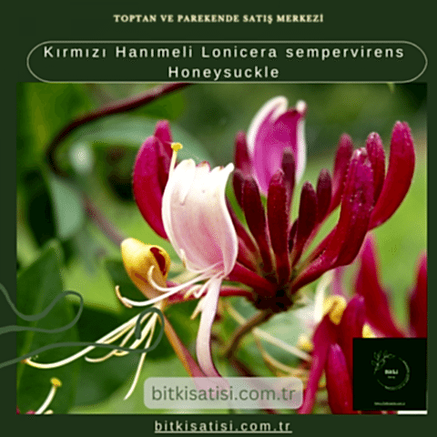 Kırmızı Hanımeli Lonicera sempervirens Honeysuckle