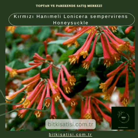 Kırmızı Hanımeli Lonicera sempervirens Honeysuckle