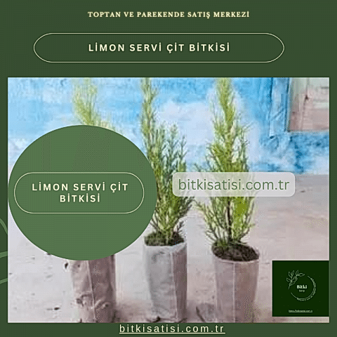 Limon Servi Çit Yapımına Uygun
