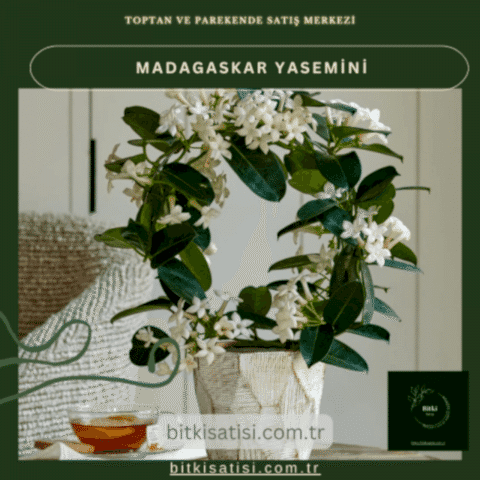 Madagaskar Yasemini Muhteşem Kokulu