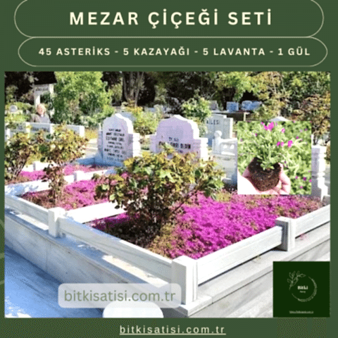 Mezar Çiçeği Seti. 45 Asteriks  5 Kazayağı1 Mezar Gülü