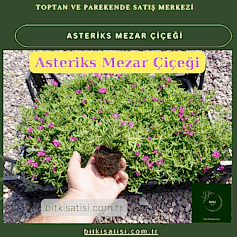 Mezar Çiçeği Seti. 45 Asteriks  5 Kazayağı1 Mezar Gülü