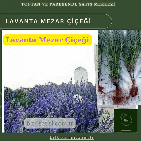 Mezar Çiçeği Seti. 45 Asteriks  5 Kazayağı1 Mezar Gülü