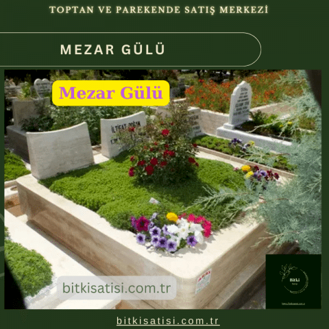 Mezar Çiçeği Seti. 45 Asteriks  5 Kazayağı1 Mezar Gülü