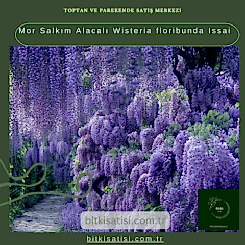 Mor Salkım Alacalı Wisteria floribunda Issai