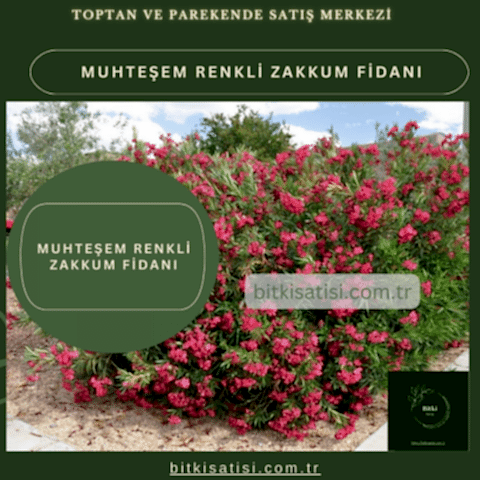 Muhteşem Renkli Zakkum Fidanı Kırmızı Pembe Beyaz Renkli 3 Renk alana 1 hediye