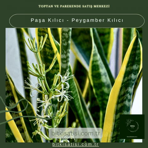 Paşa Kılıcı - Peygamber Kılıc