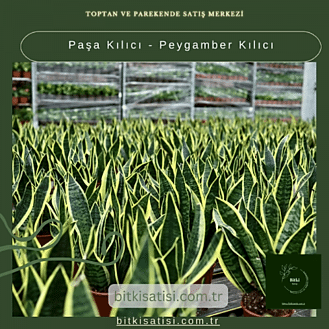 Paşa Kılıcı - Peygamber Kılıc