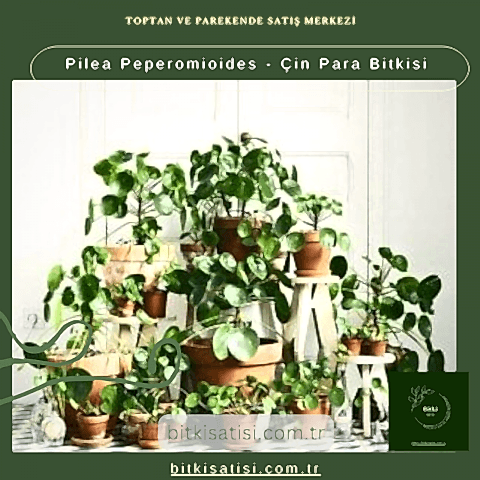Pilea Peperomioides - Çin Para Bitkisi