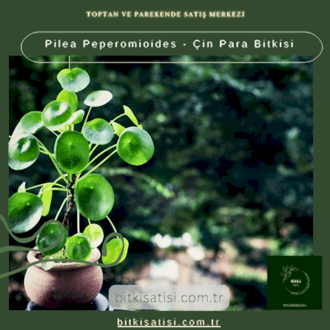 Pilea Peperomioides - Çin Para Bitkisi