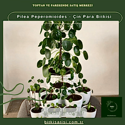 Pilea Peperomioides - Çin Para Bitkisi