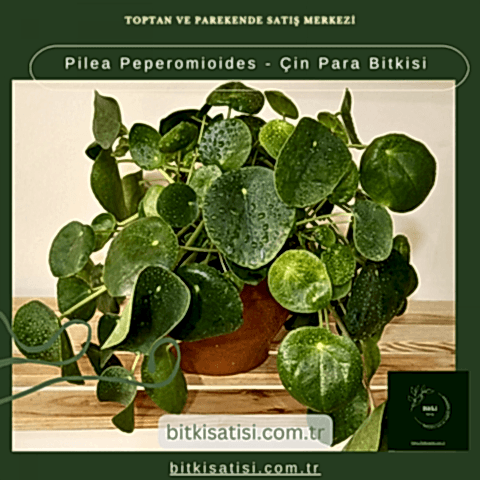 Pilea Peperomioides - Çin Para Bitkisi