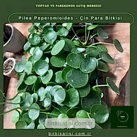 Pilea Peperomioides - Çin Para Bitkisi