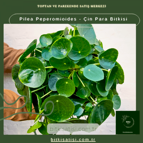 Pilea Peperomioides - Çin Para Bitkisi