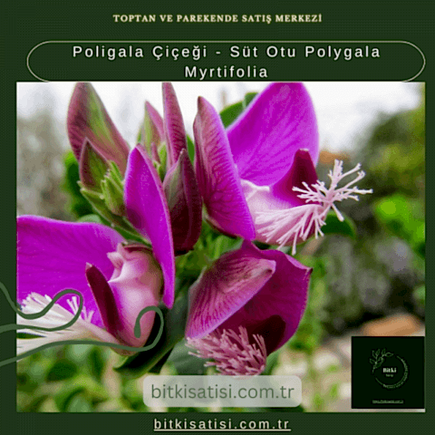 Poligala Çiçeği - Süt Otu Polygala Myrtifolia