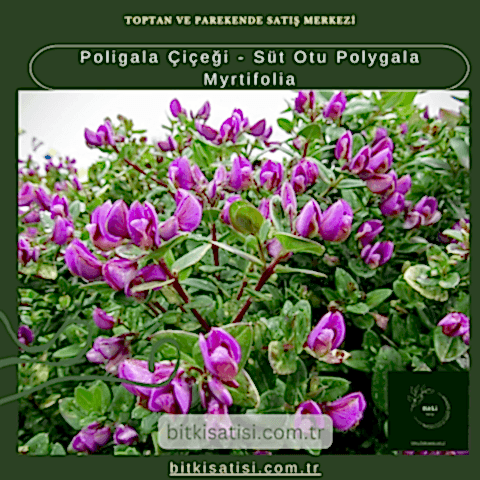 Poligala Çiçeği - Süt Otu Polygala Myrtifolia