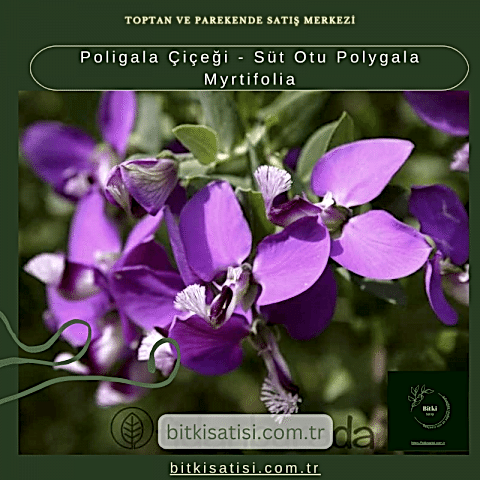 Poligala Çiçeği - Süt Otu Polygala Myrtifolia