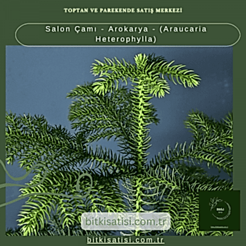 Salon Çamı - Arokarya - (Araucaria Heterophylla)