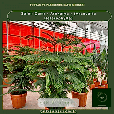 Salon Çamı - Arokarya - (Araucaria Heterophylla)