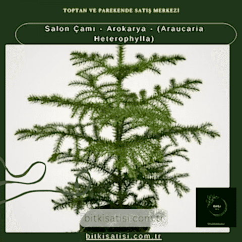Salon Çamı - Arokarya - (Araucaria Heterophylla)