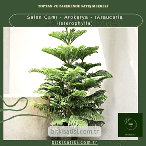 Salon Çamı - Arokarya - (Araucaria Heterophylla)