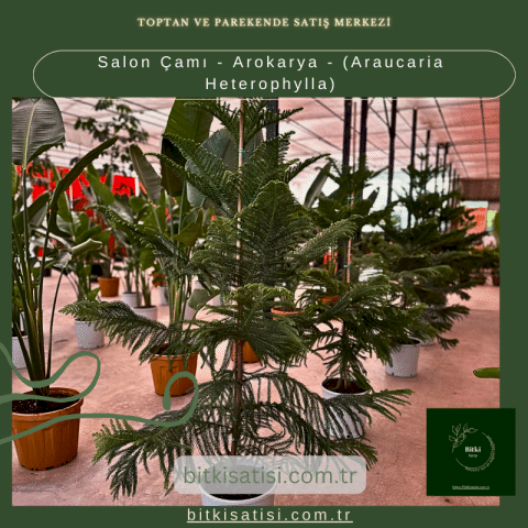 Salon Çamı - Arokarya - (Araucaria Heterophylla)